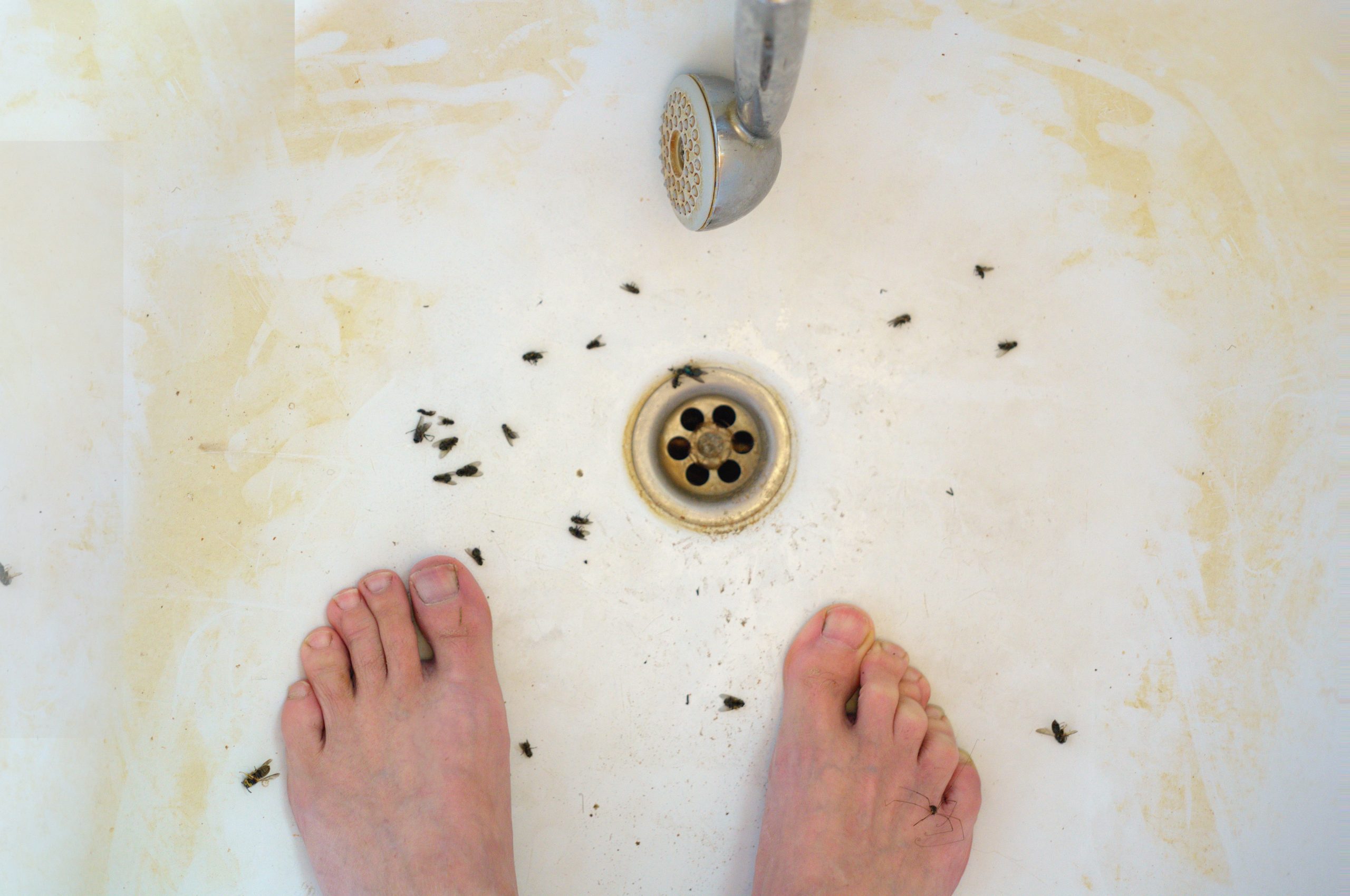 Cleaning 101: Getting Rid of Drain Flies